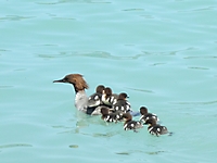 MUKI-Reisli_2013_025