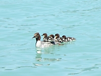 MUKI-Reisli_2013_027