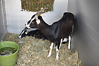 TVS_Buebeschwinget2018_061